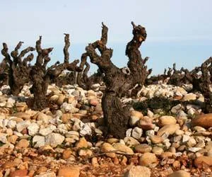 Old-vine Grenache “goblet” vines on galets . Courtesy of wine-searcher.com