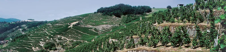 Cote Brune (brown) and Cote Blonde - learn more about Cote-Rotie