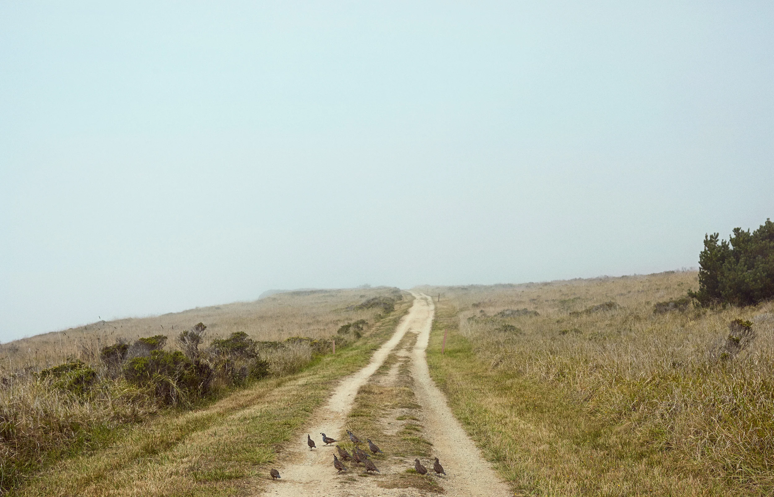 POINT REYES, 2015 | 36 x 56"
