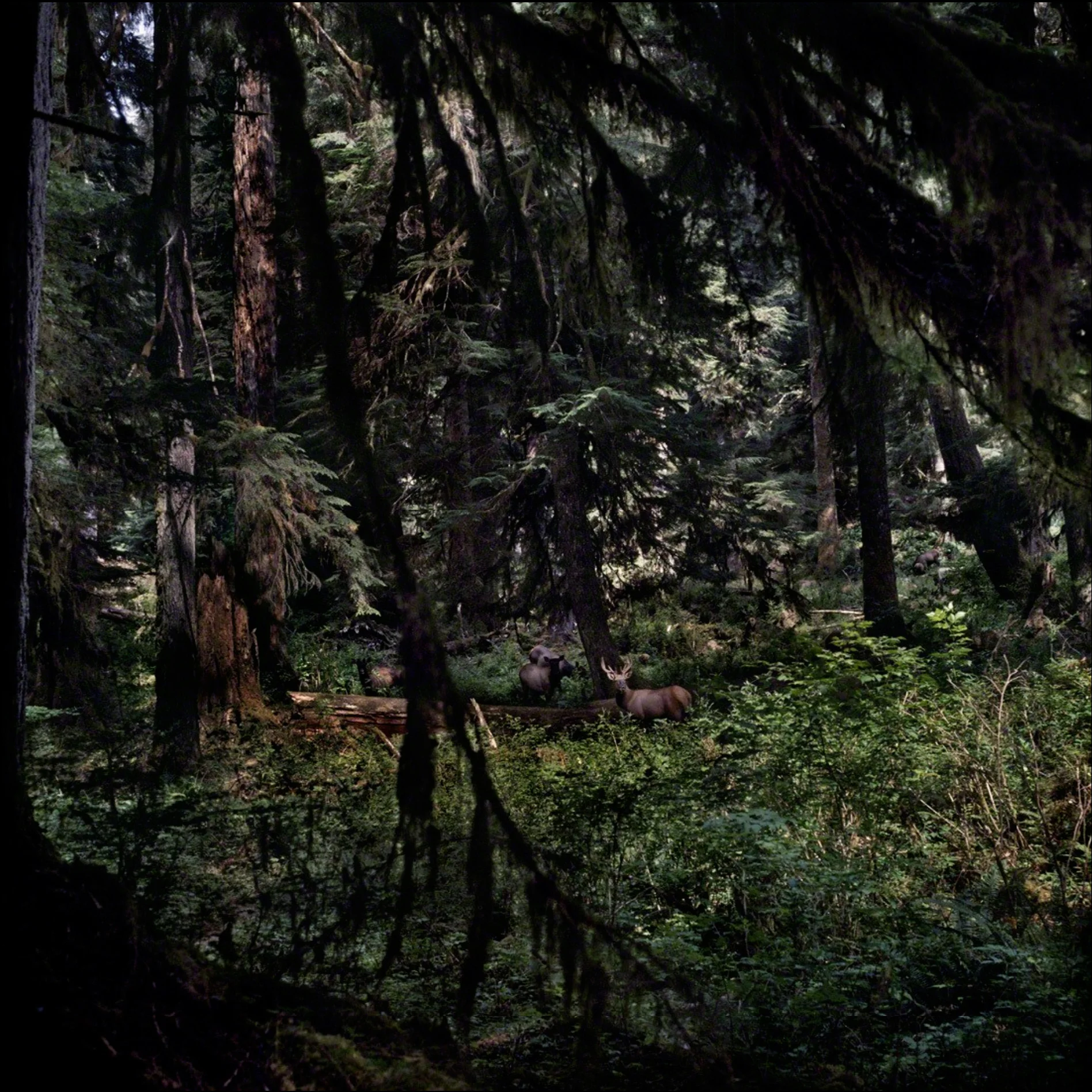 MOOSE, 2007 | 42 x 42"