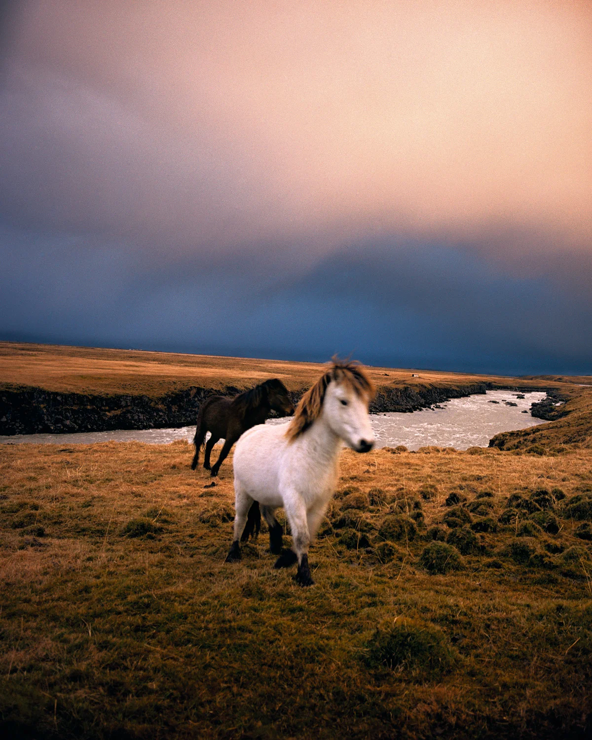 PONIES, 2003 | 35 x 28"