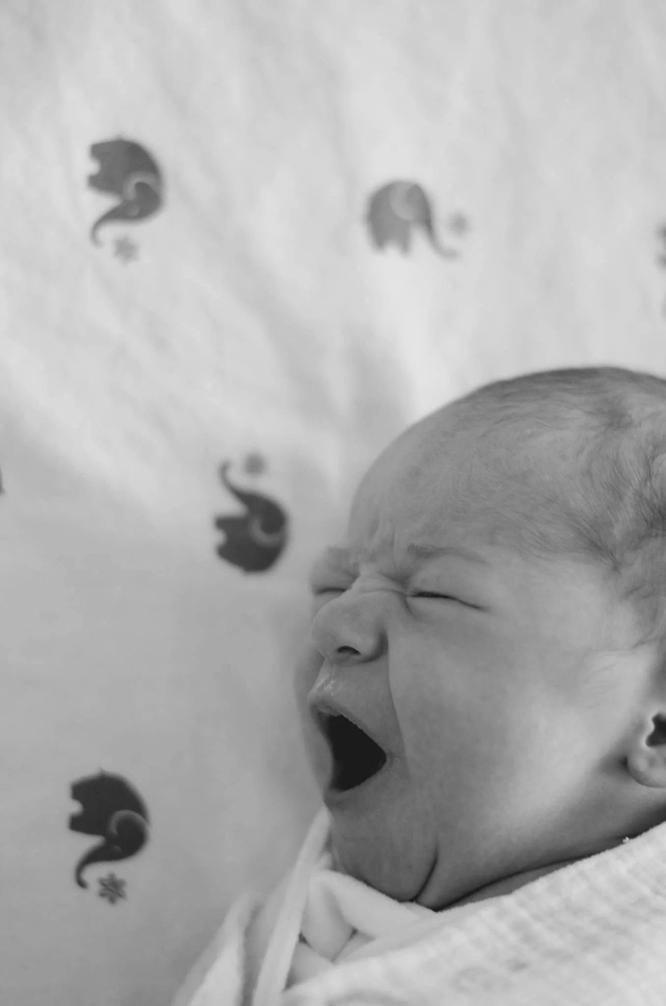 Fresh 48 - newborn photography - gilbert, scottsdale, tempe, mesa, chandler