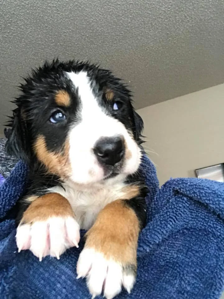 new puppy1.jpg