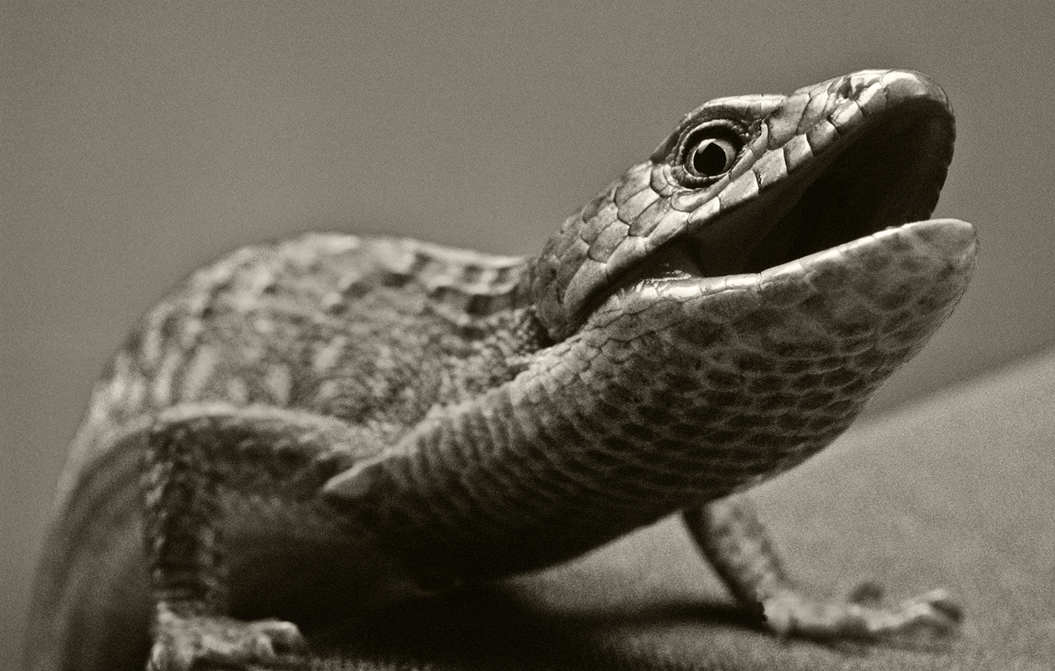 Alligator lizard