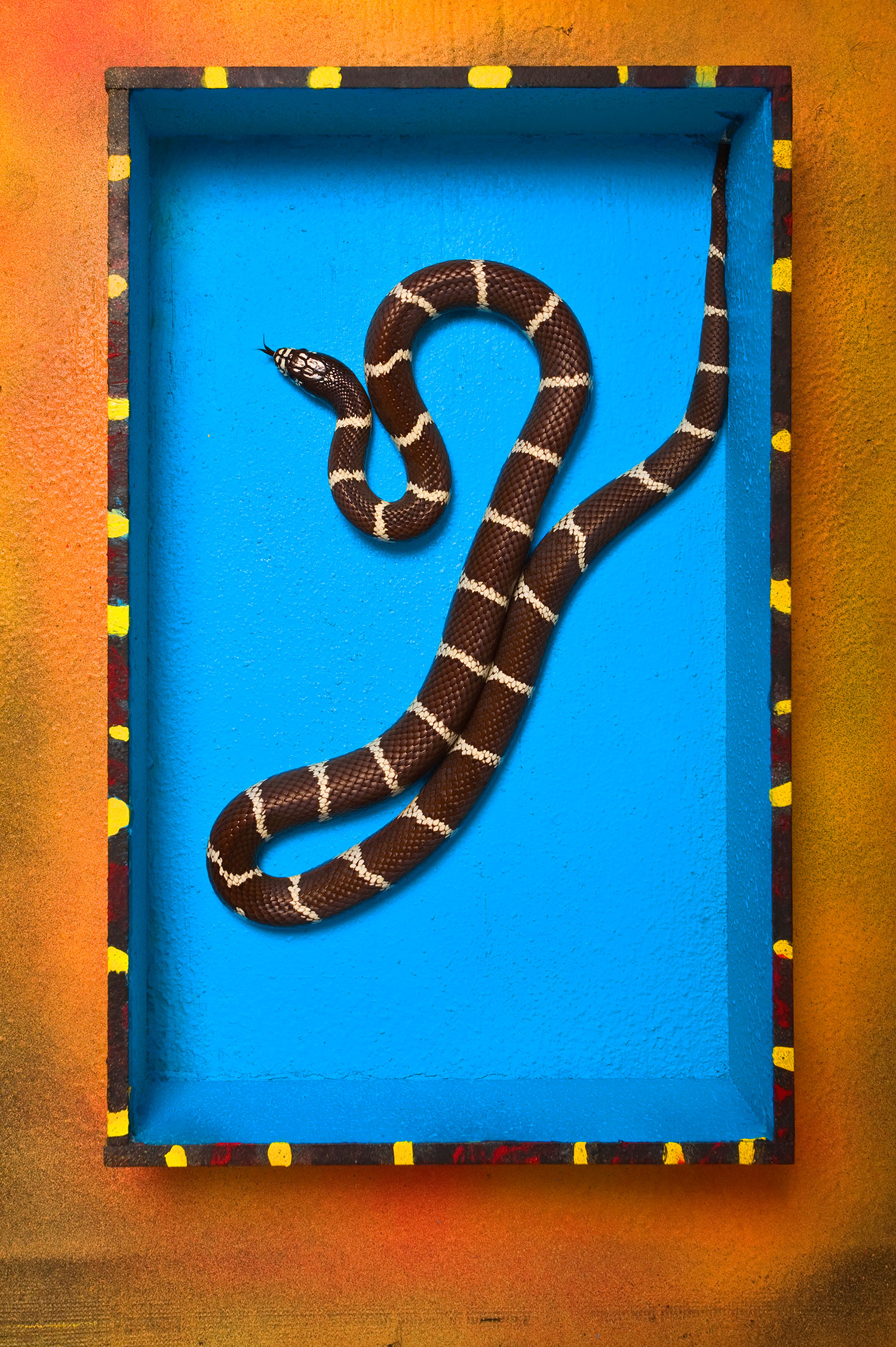 boxed_snake_2-1599.jpg