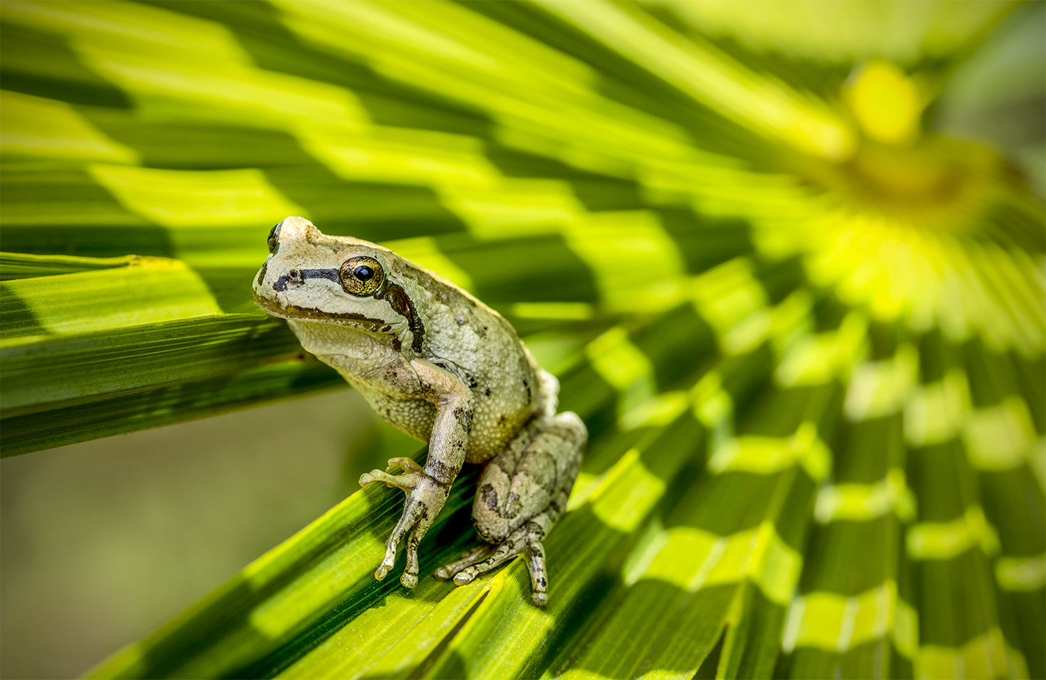 Frog On Palm Leaf