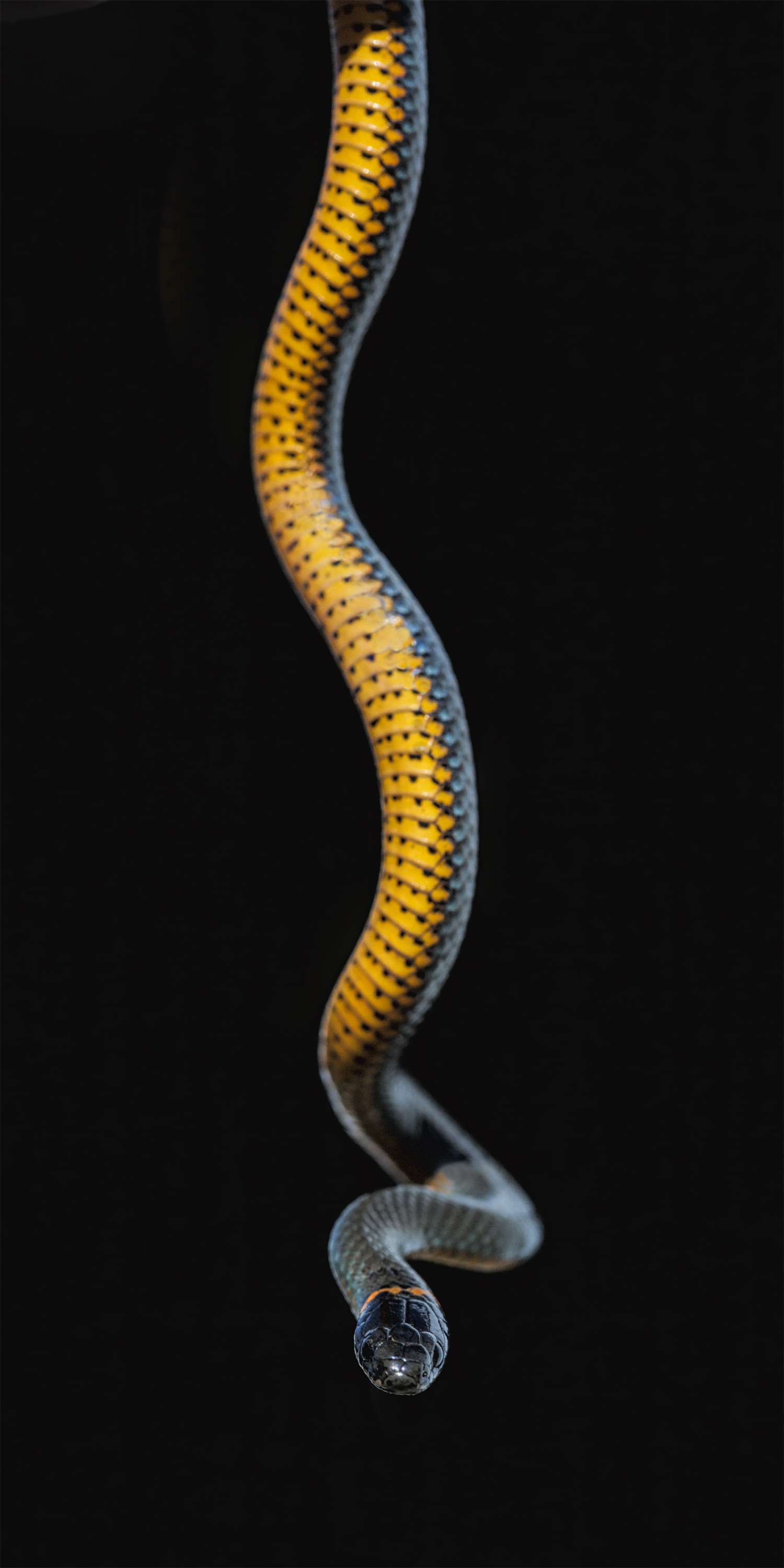 Ring-necked Snake Northern California