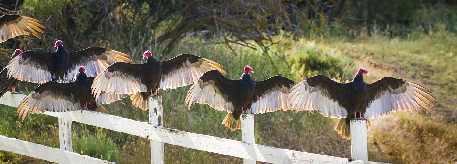 Turkey Vultures in the early-morning sun