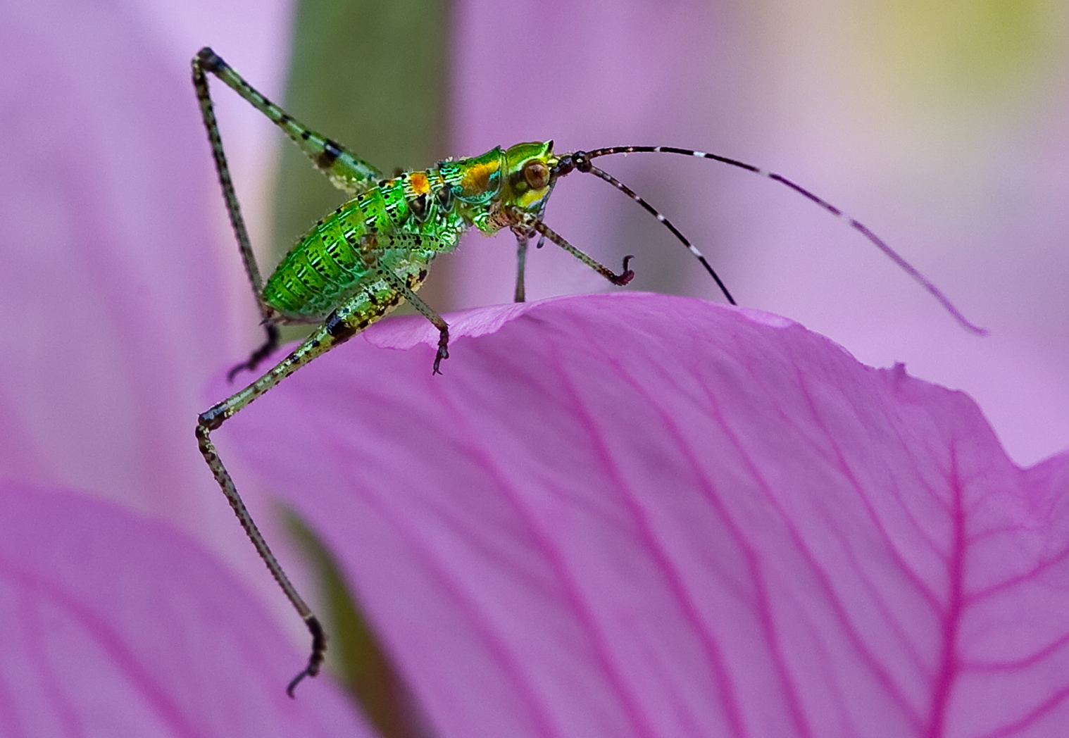 Immature  Katydid on Mexican Primrose