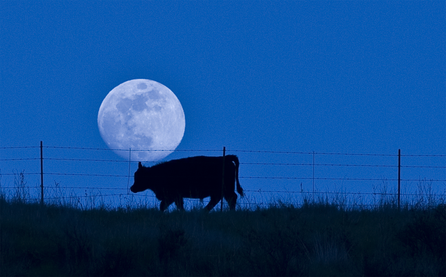 Cow_moon.jpg