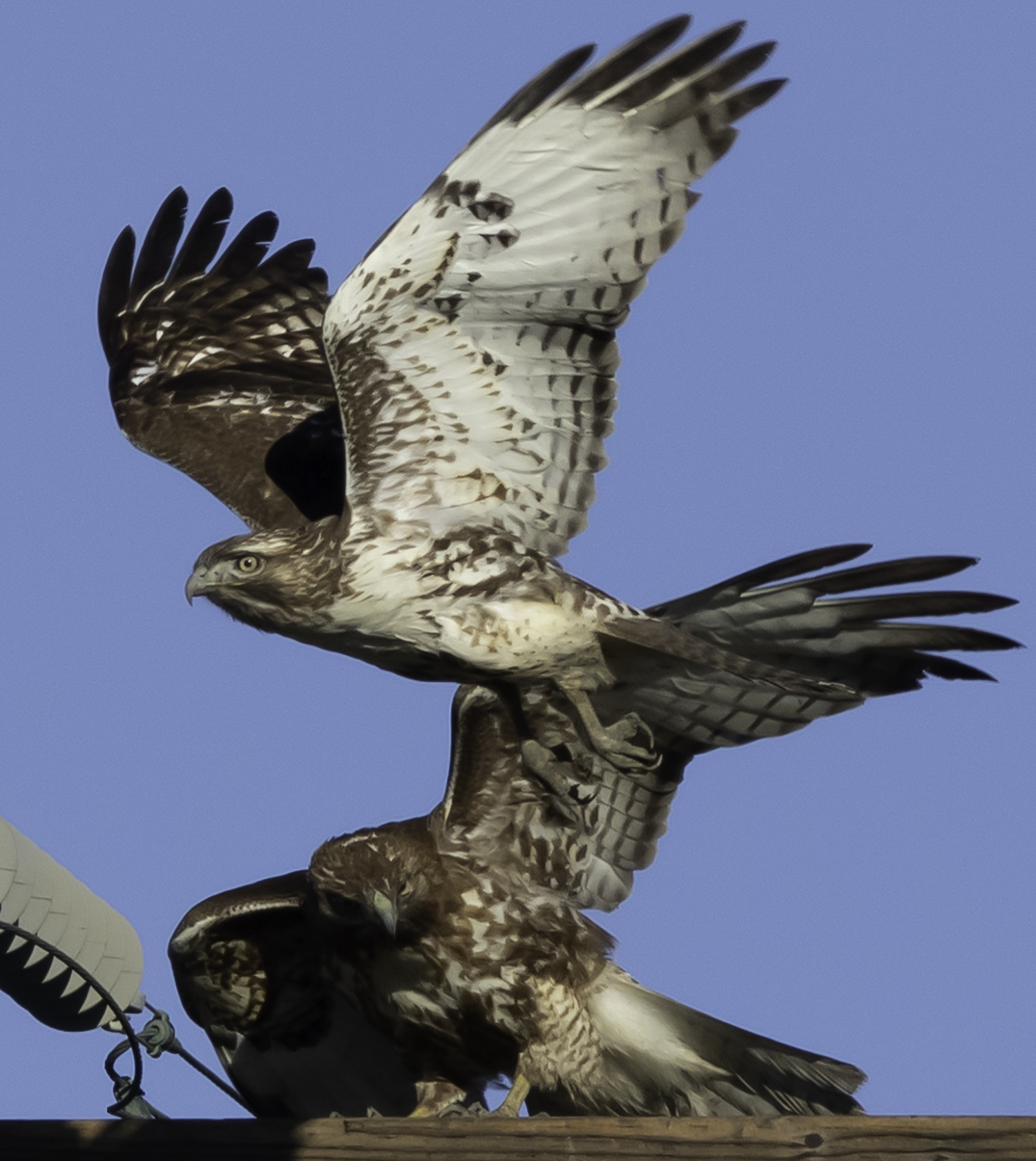 Hawks in Hollister