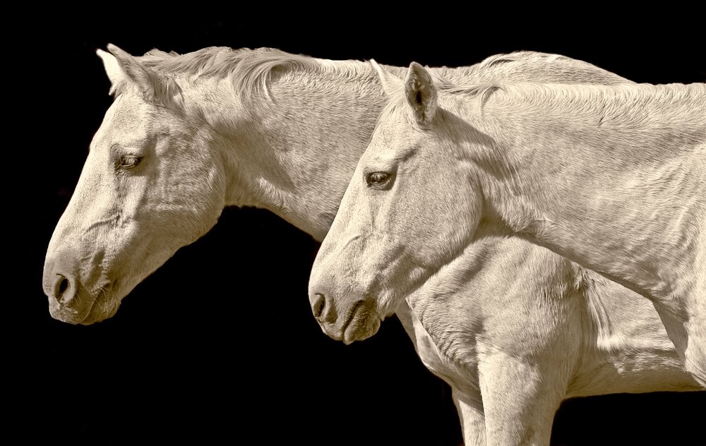 Two Mustangs