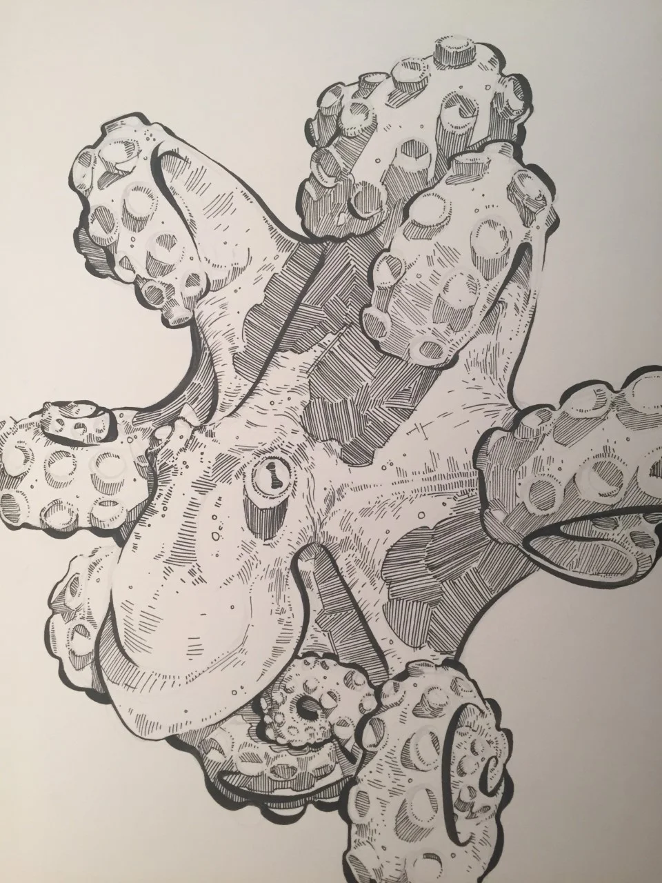 Octopus