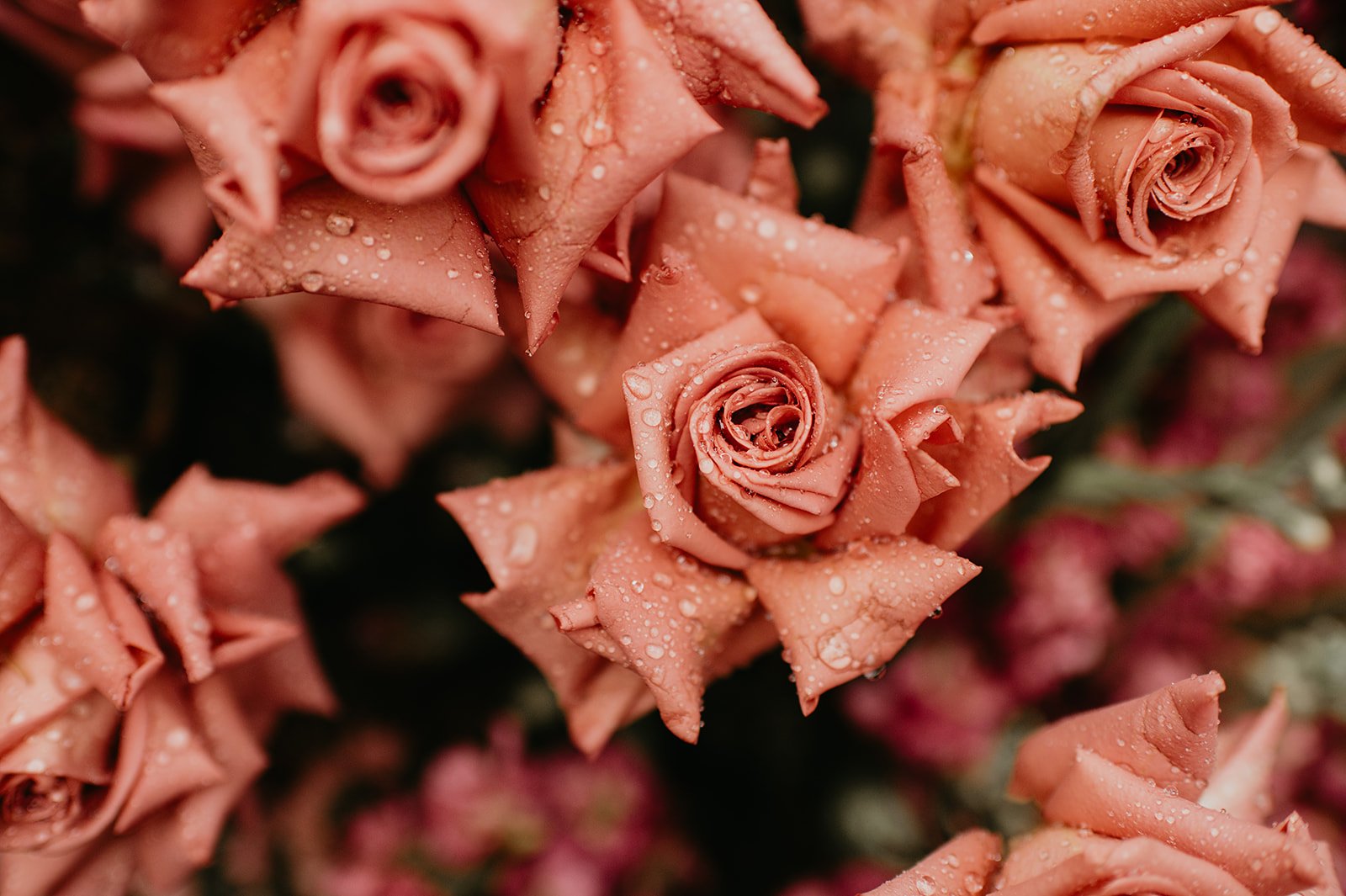 KateIvyPhotographyJuniperWedding-443.jpg