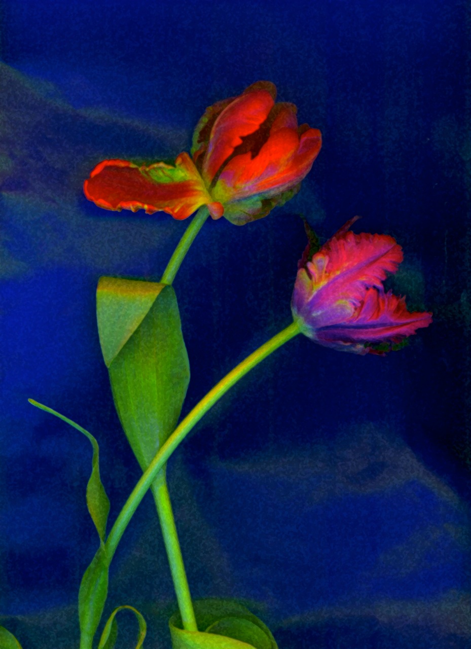 2-parrot-___-THIS-ONE-tulips-on-blue-Version-2.jpeg