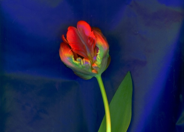 one-perfect-___parrot-tulip-on-blue-copy.jpeg