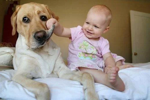 This dog is uncomfortable with this situation as shown by a classic whale eye.