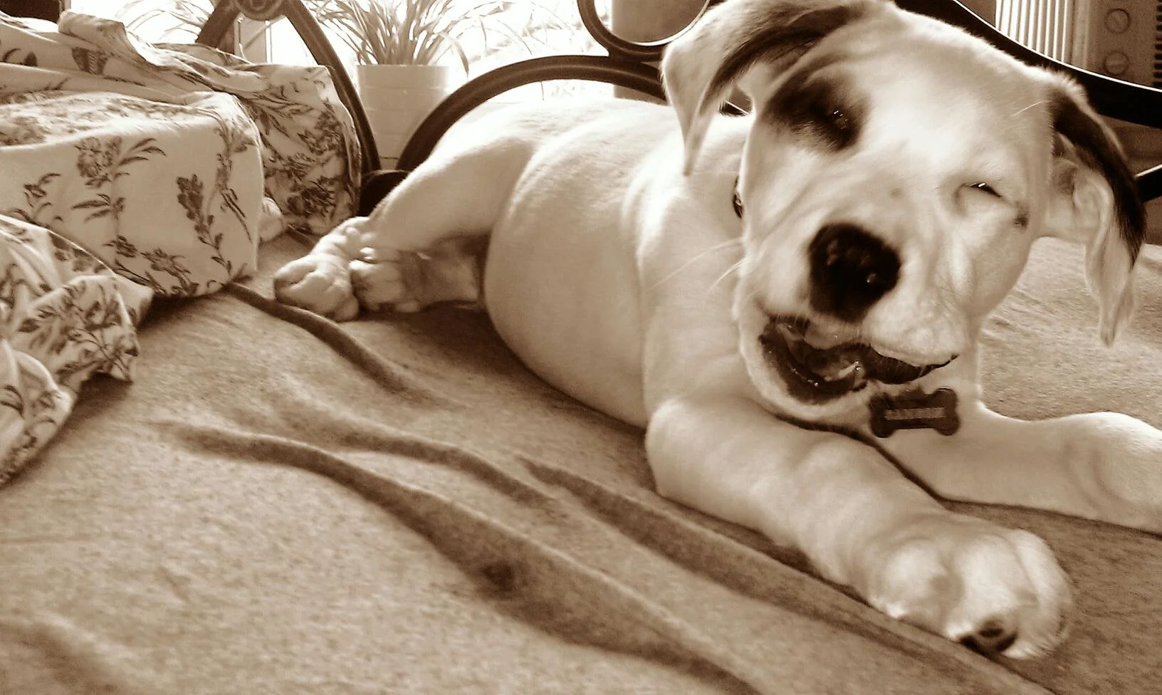  Sammy as a puppy