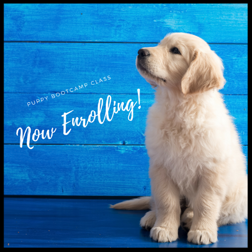 When Can Puppies Start Classes