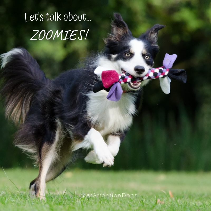 Let's Talk About... Zoomies! — At Attention Dog Training