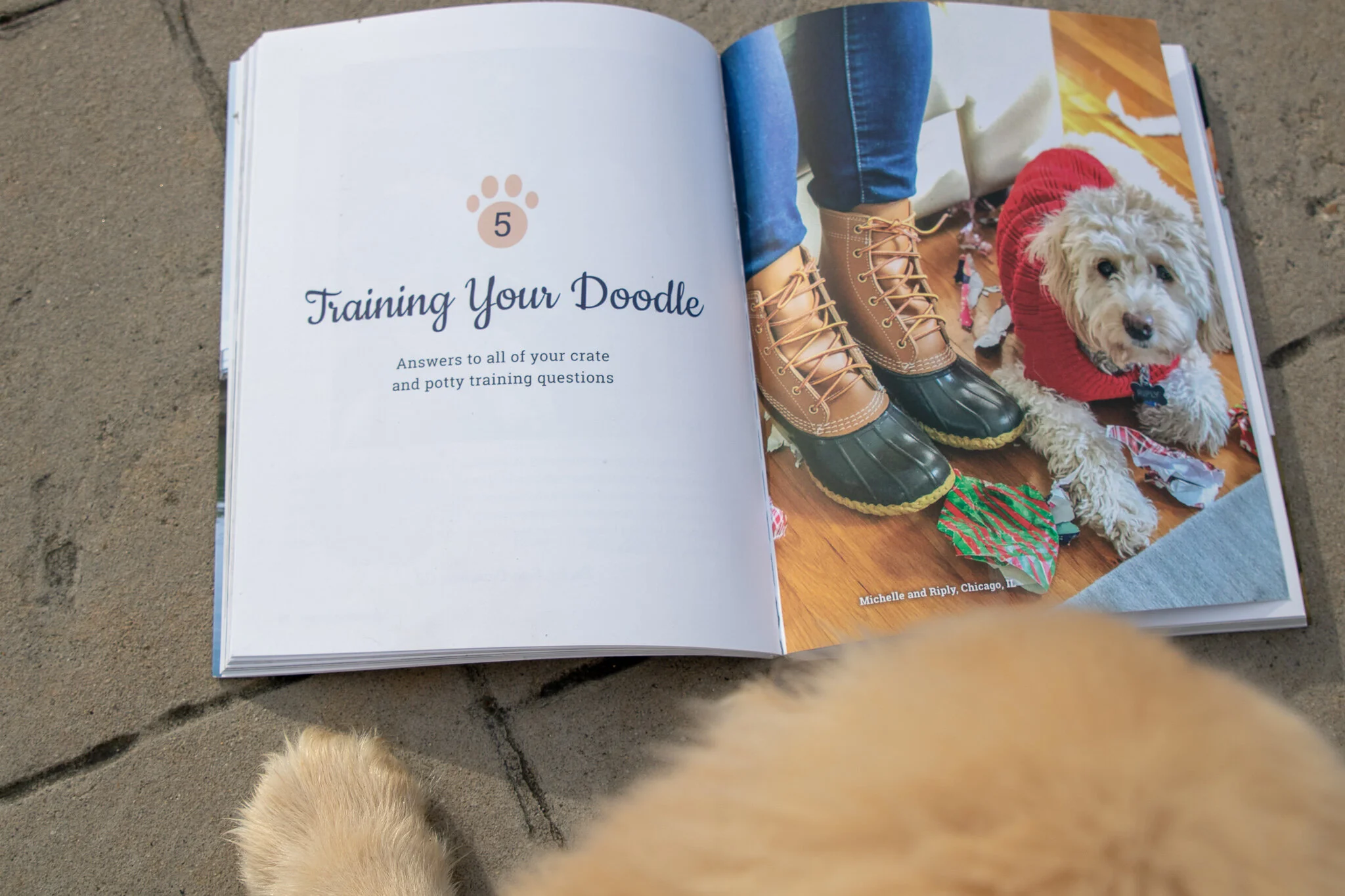 "Training Your Doodle" – Raising a Doodle