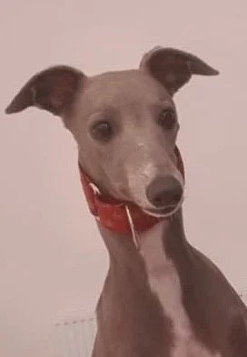 Maggie - Wellbeing Coordinator