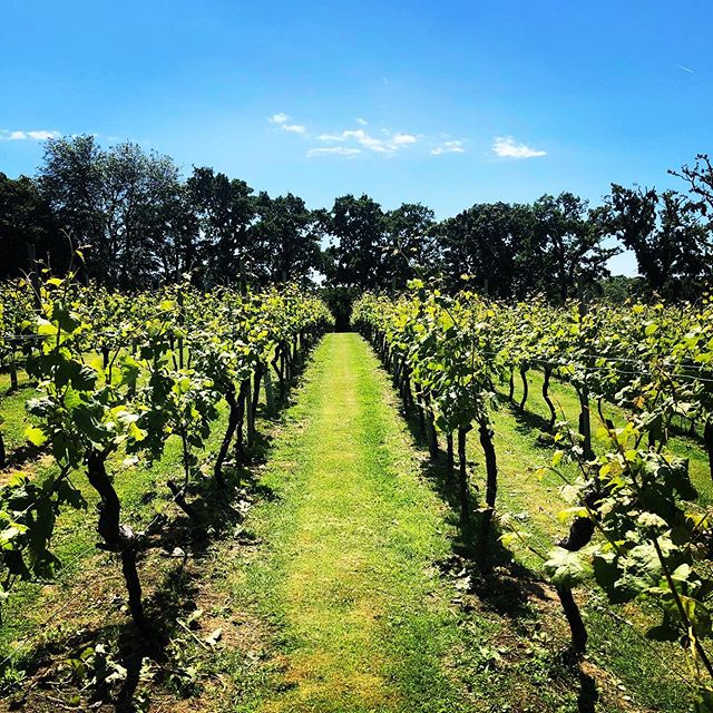 Summer feels like it’s here!#new forest #summer #englishwines #winegb #goodyear #hampshire