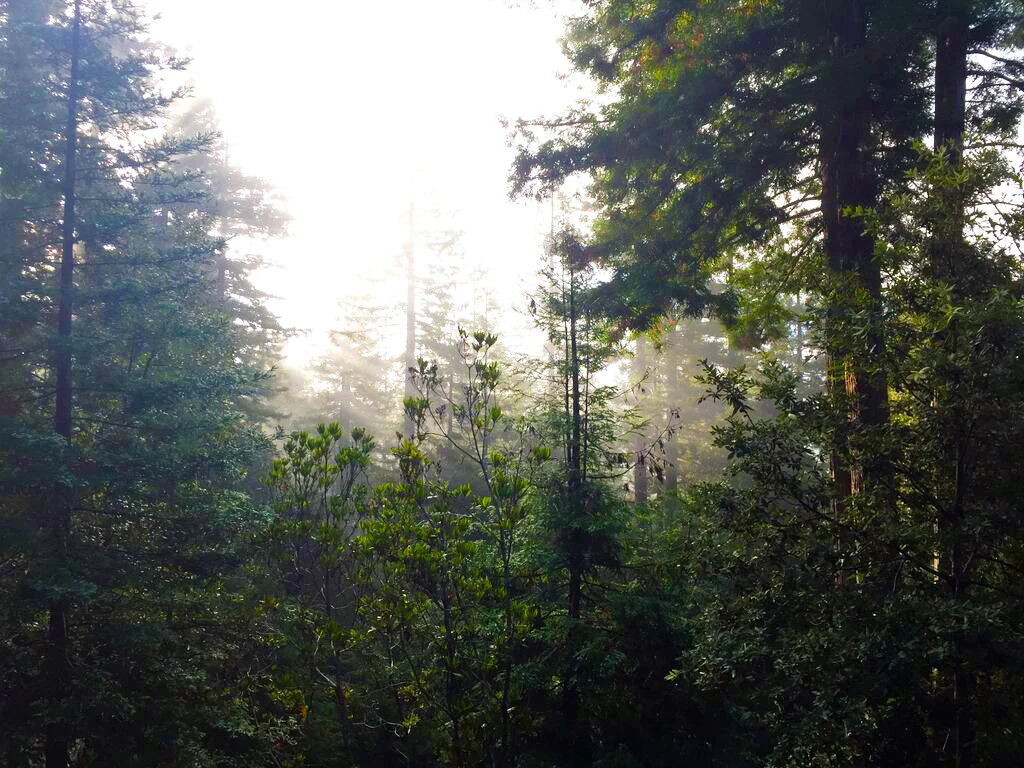 Trees.jpg