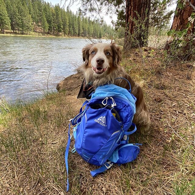 Adventure buddies.
#Mustlovedogs #getoutside #gregorybackpack #adventuredog #natureisneat #pacificnorthwest