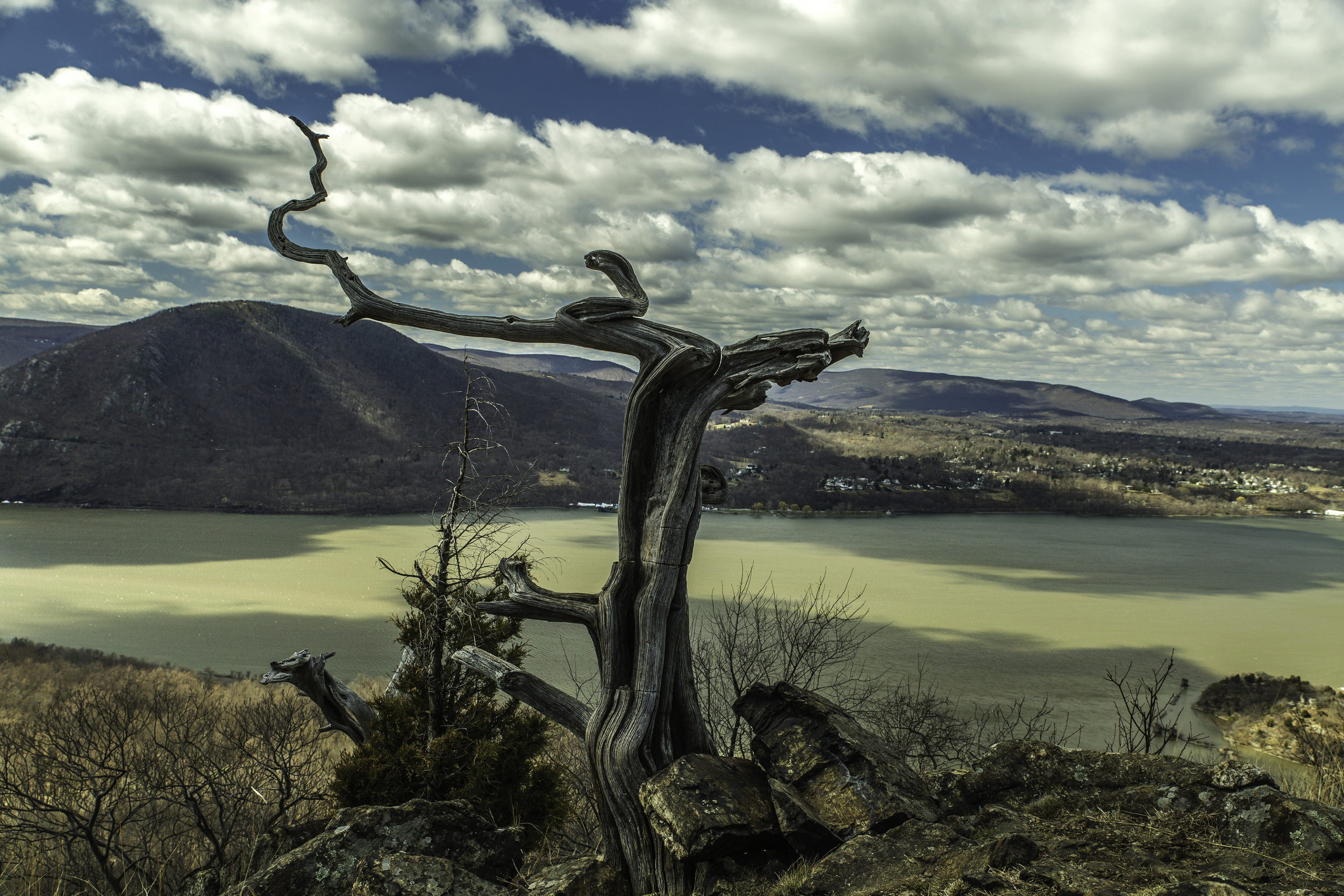 Hudson Valley: Gnarled Tree by Hudson (4/11/2015)