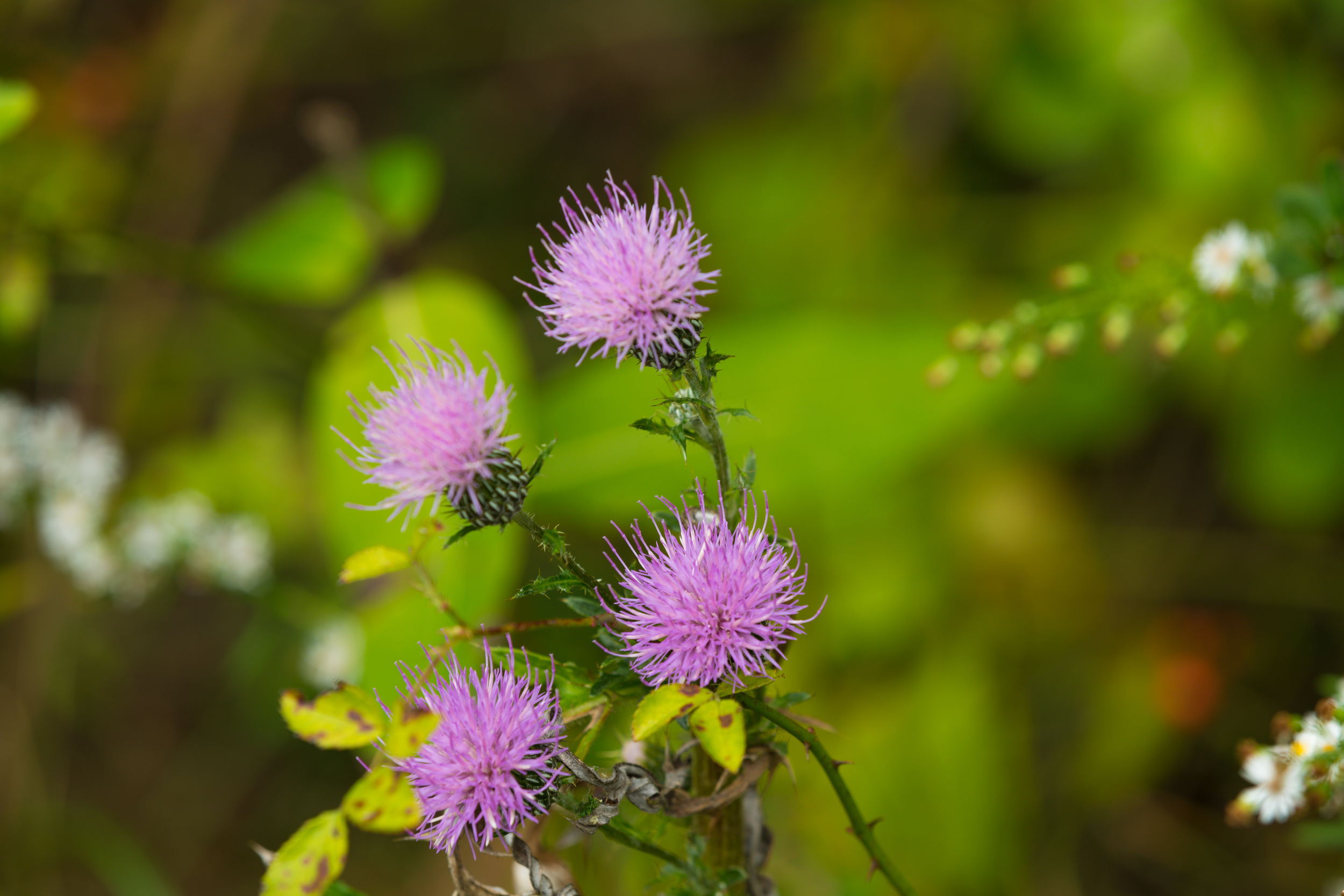 Hudson Valley hiking: Purple haze