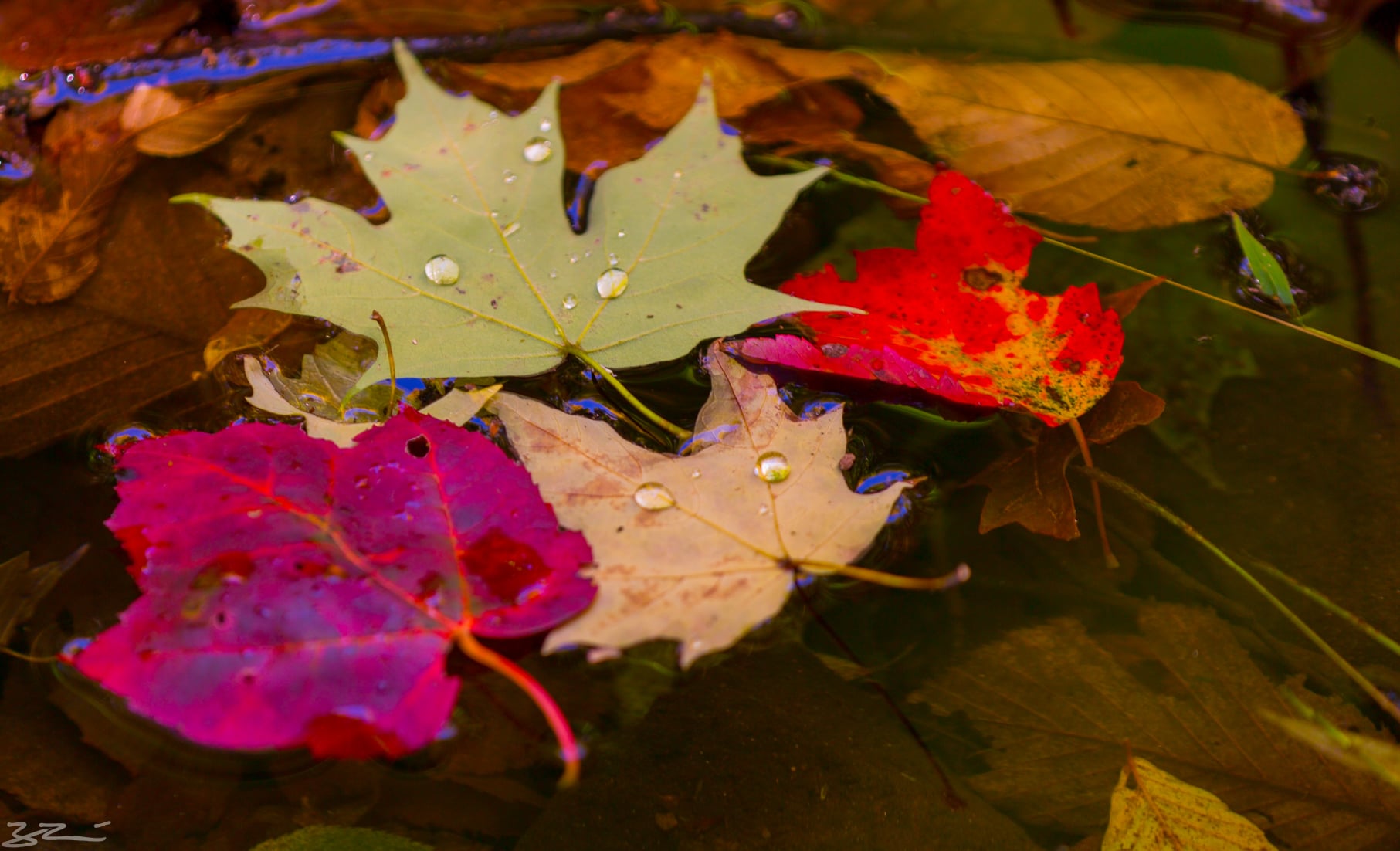 Hudson Valley Hiking: don't forget leaves on the ground