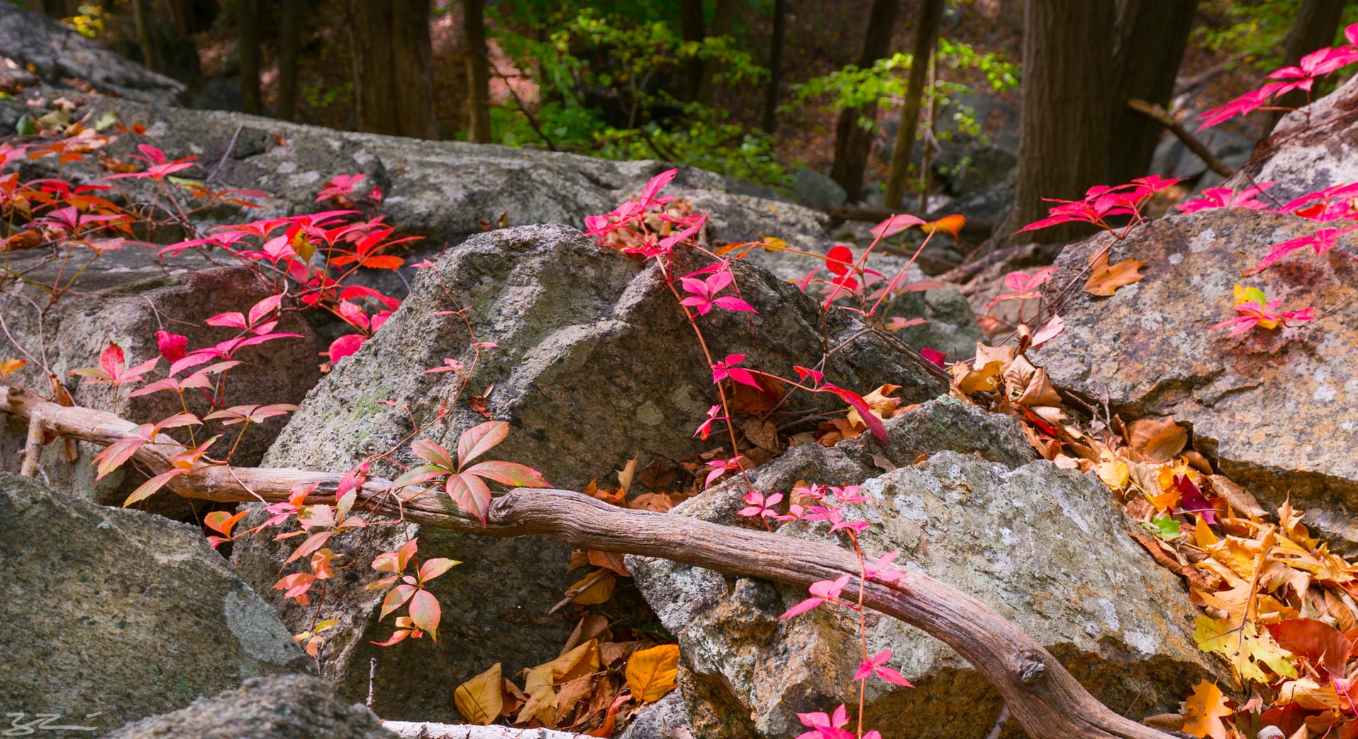Hudson Valley Hiking: color on rock