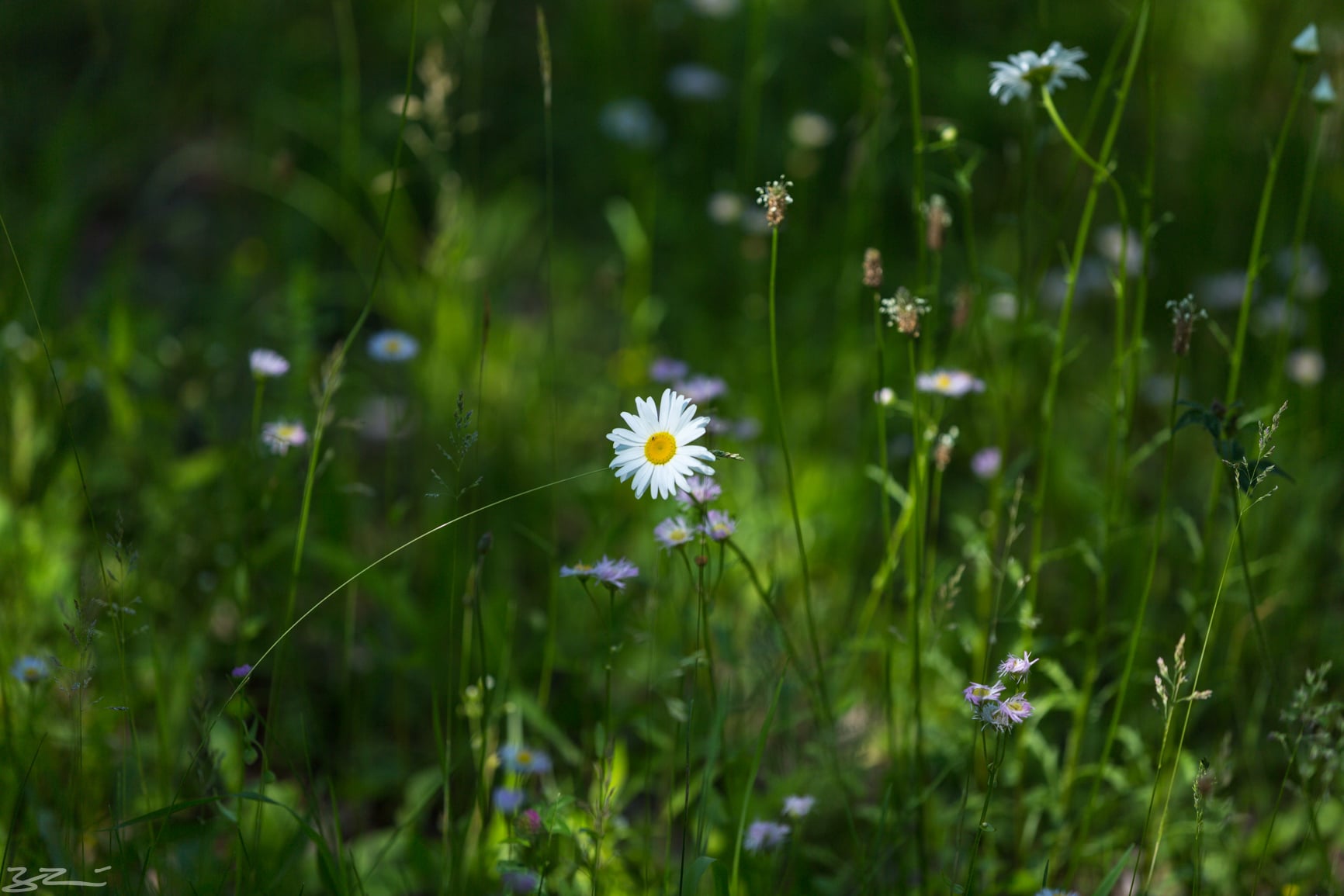 Catskill hiking: amazing daisy in the spring