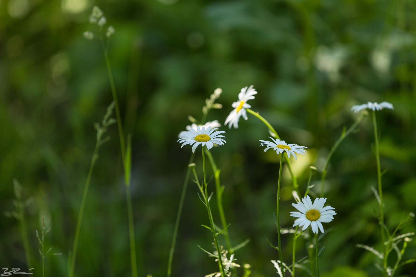 catskill hiking: spring daisy