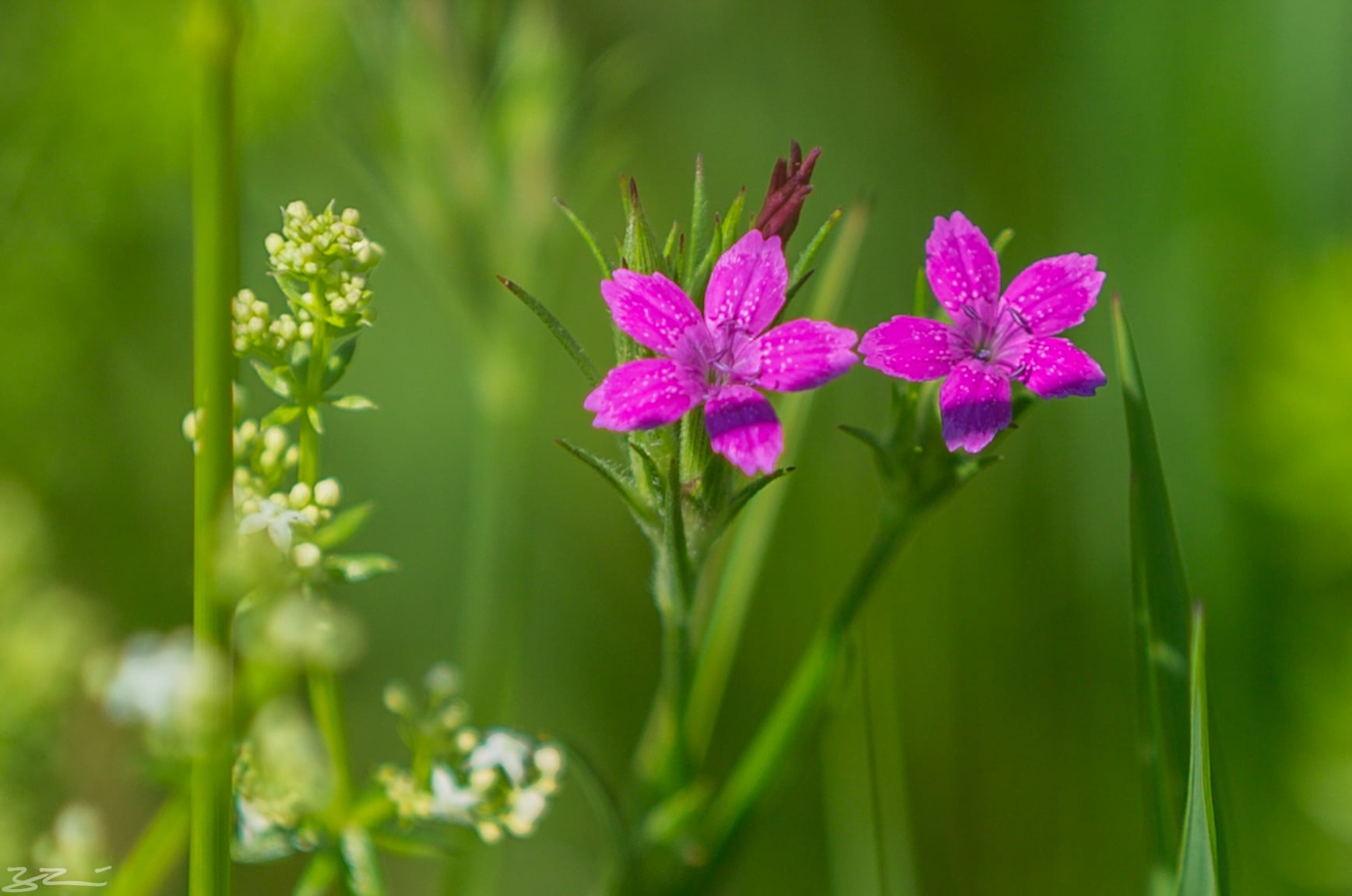 Hudson valley hiking: tiny red flower