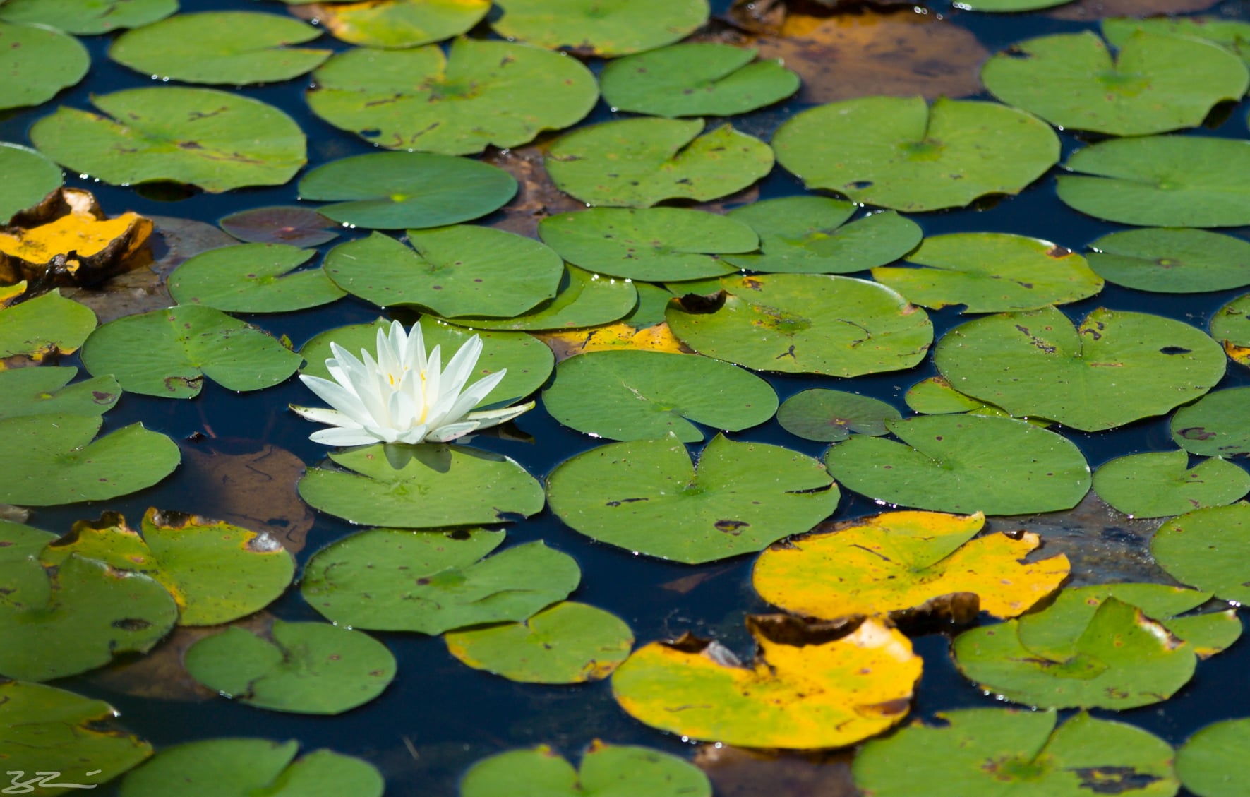 Hudson Valley Hiking: white lily