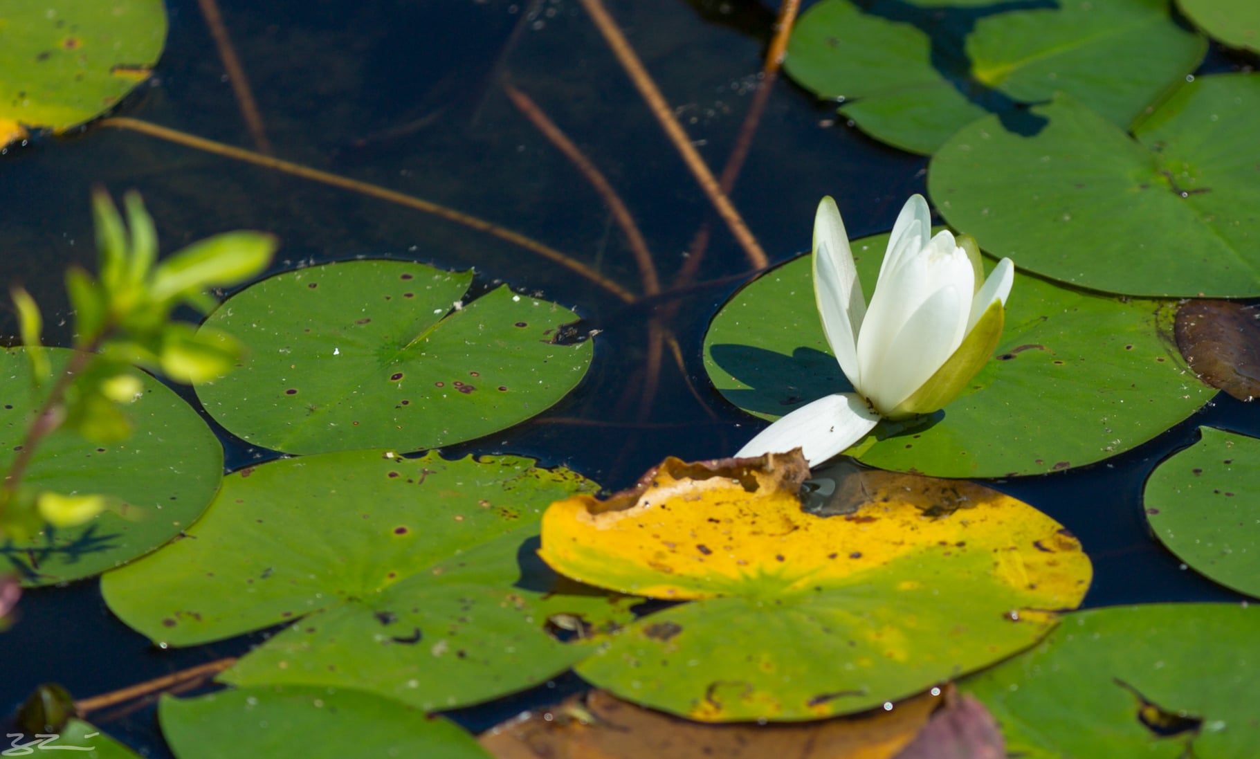 Hudson Valley Hiking: white lily