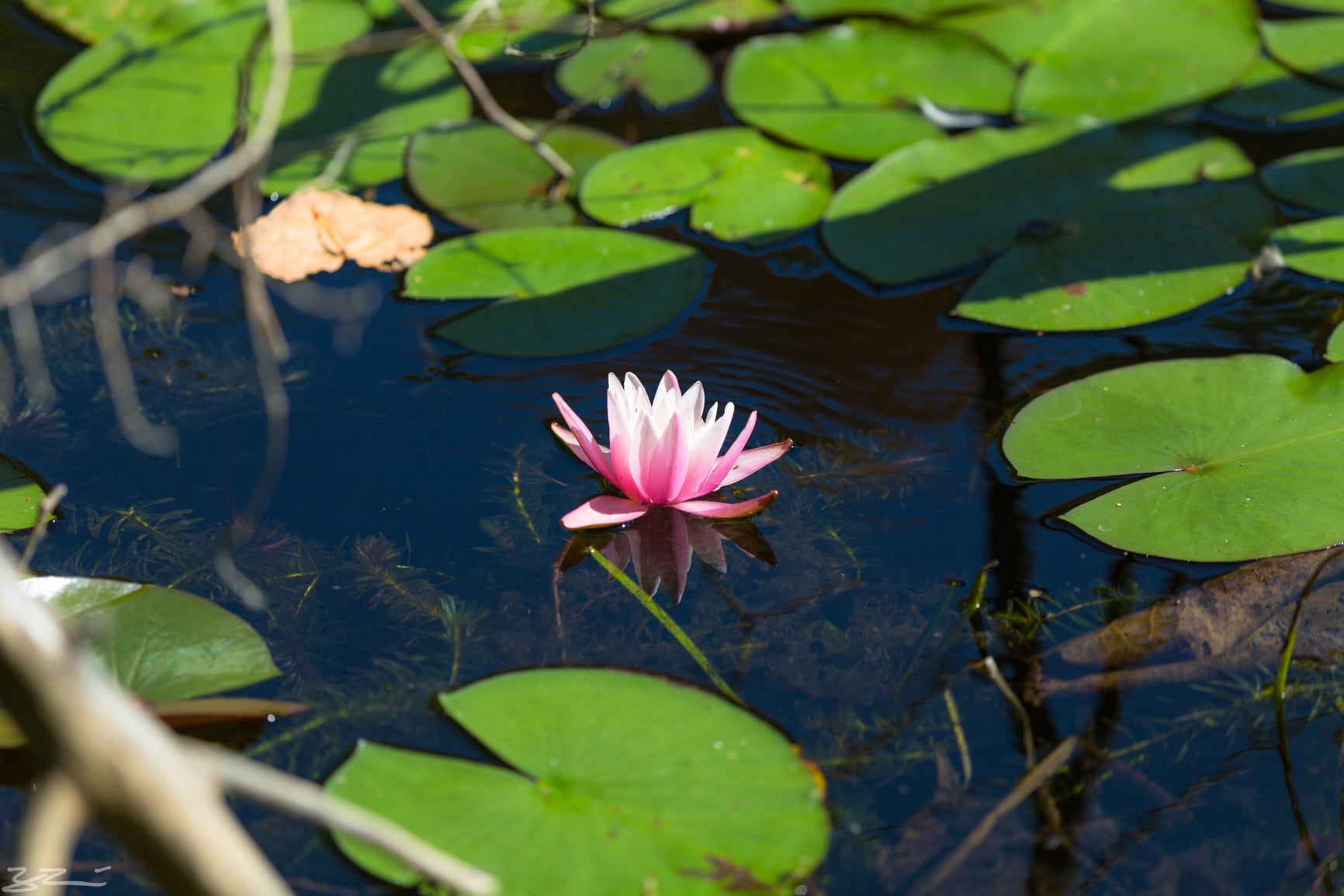 Hudson  Valley Hiking: pink lily