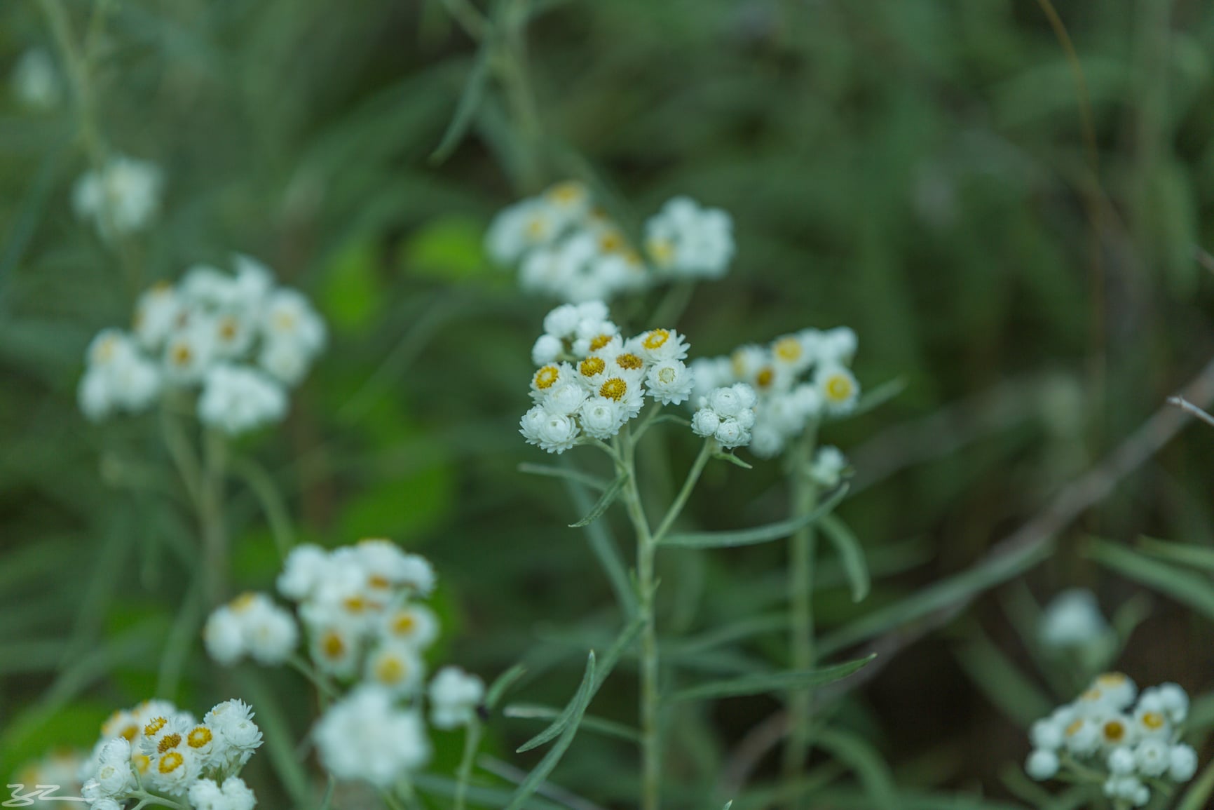 Hudson Valley Hiking: just can't name all the flowers