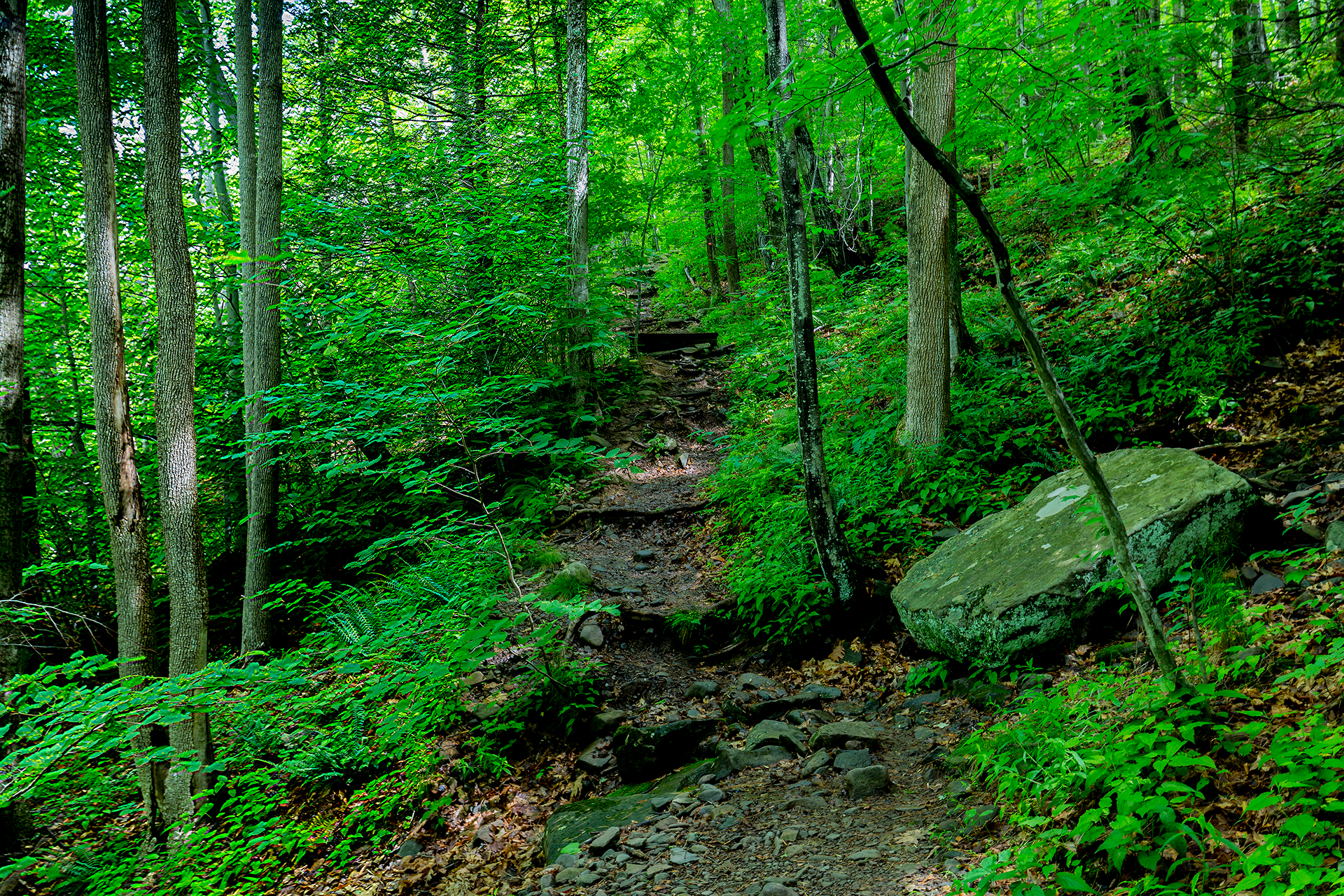 Catskill hiking: early spring green