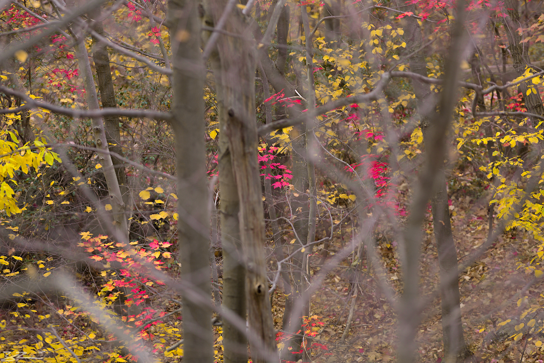 Hudson Valley Hiking: late fall color