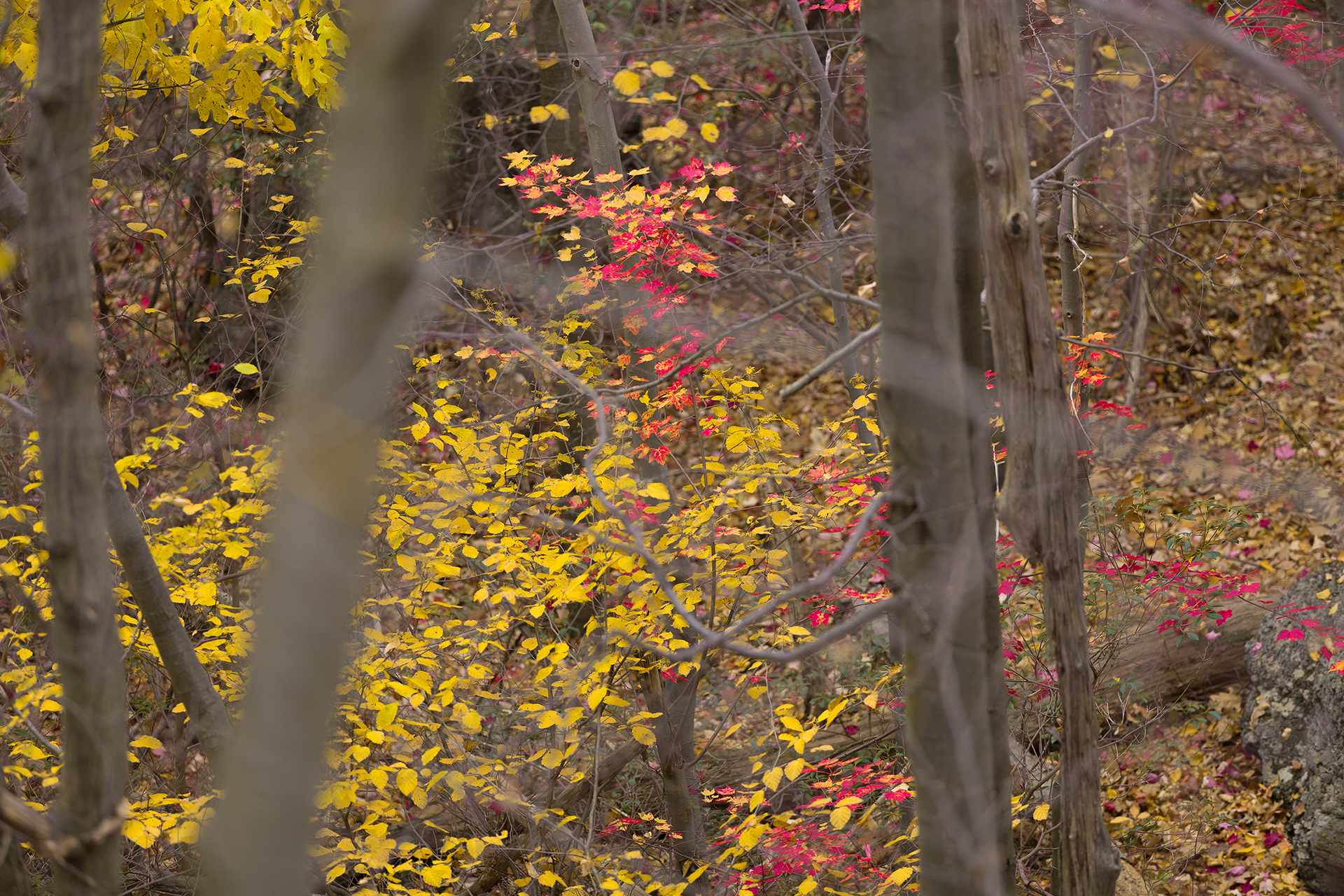 Hudson Valley Hiking: late fall color- only a few leaves left