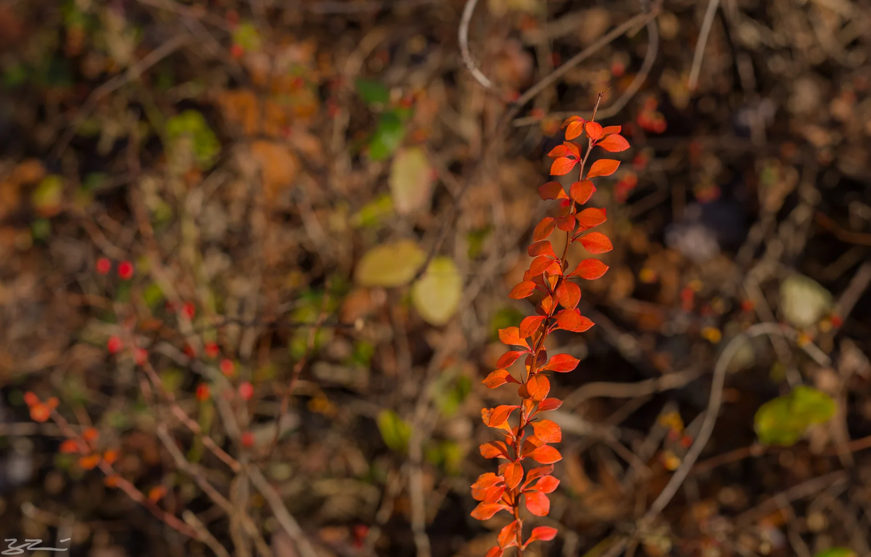 Dunderberg, Bald Mountain