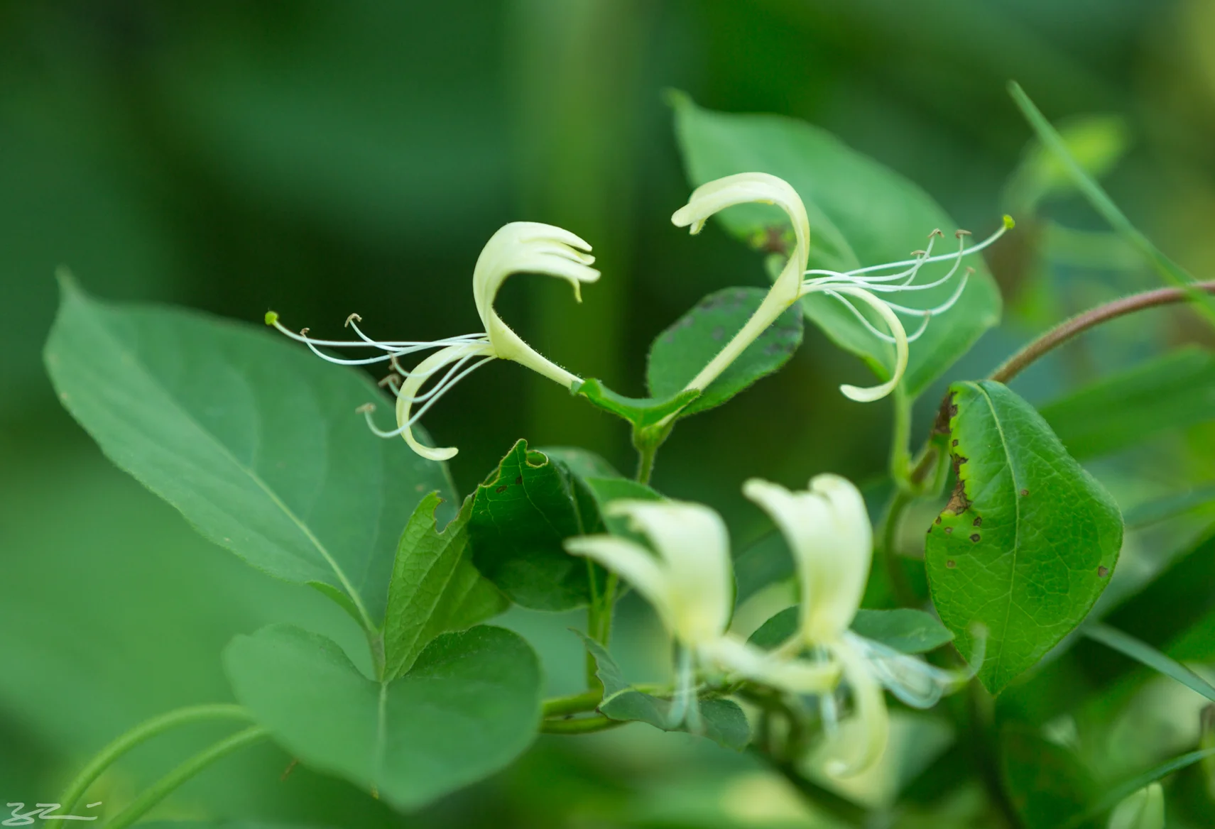 Jessup/Schunemunk Mountain