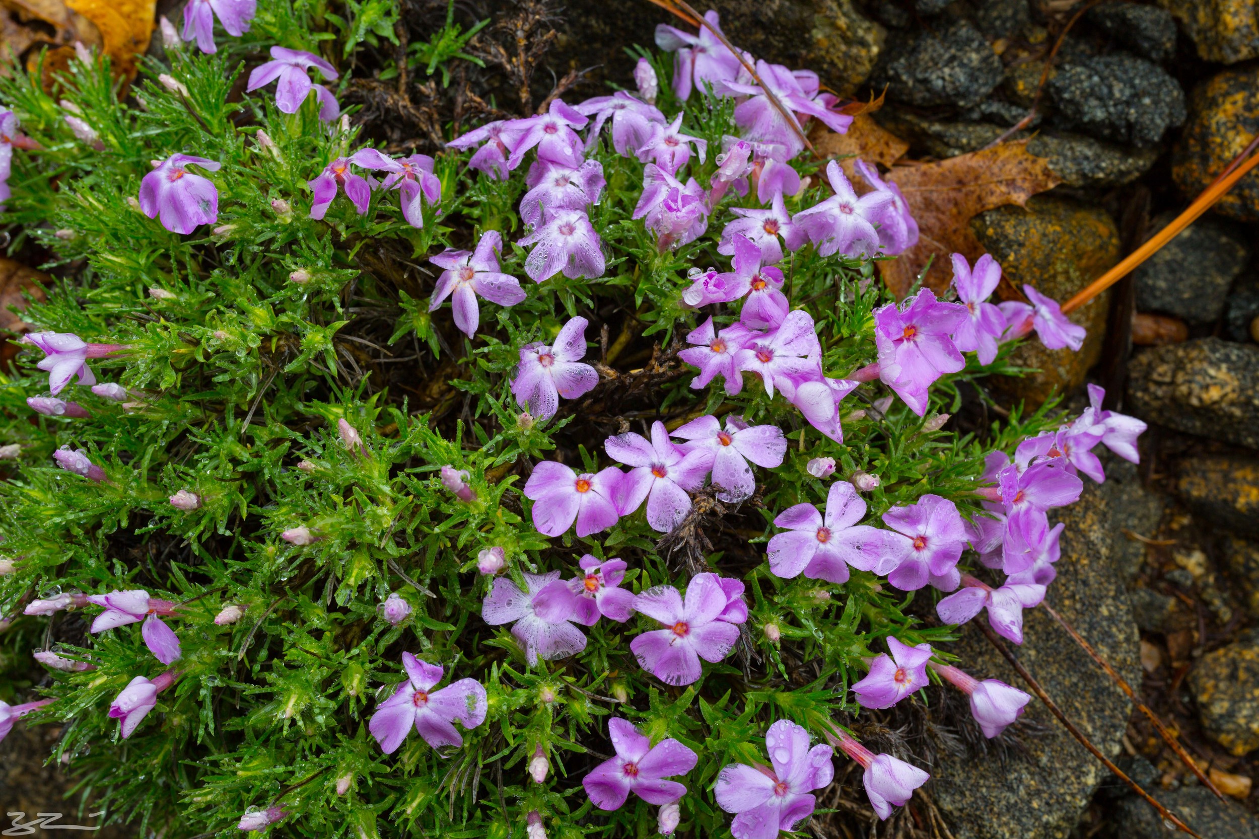 Alpine Florals