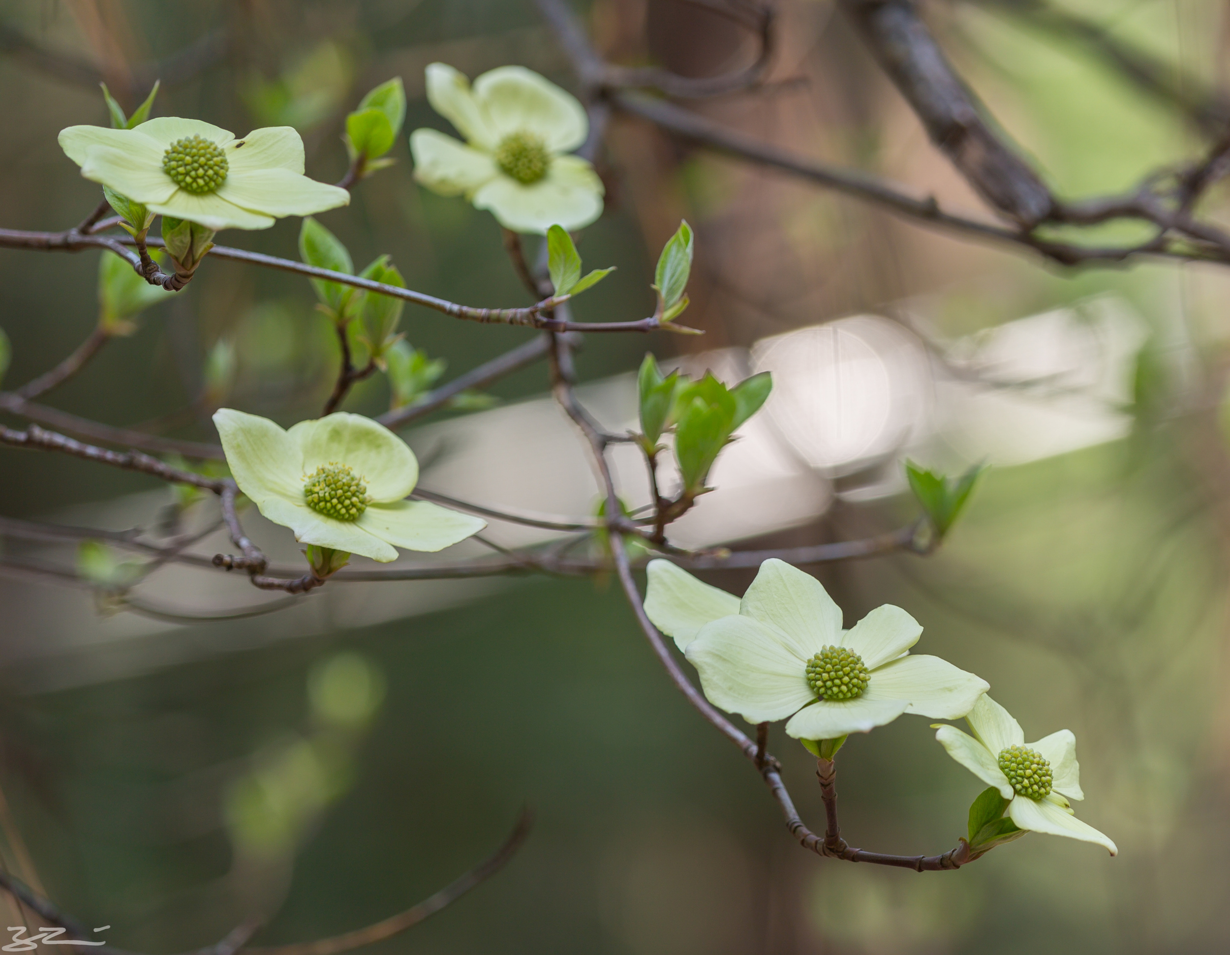 Mountain Dogwood