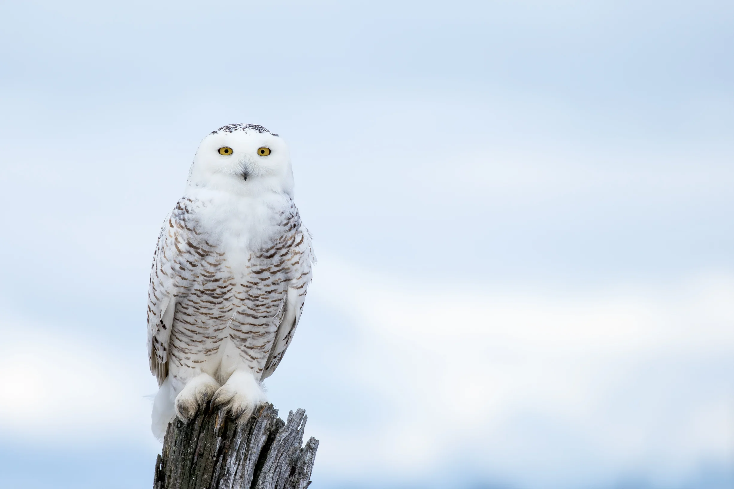 SnowyOwl1.jpeg