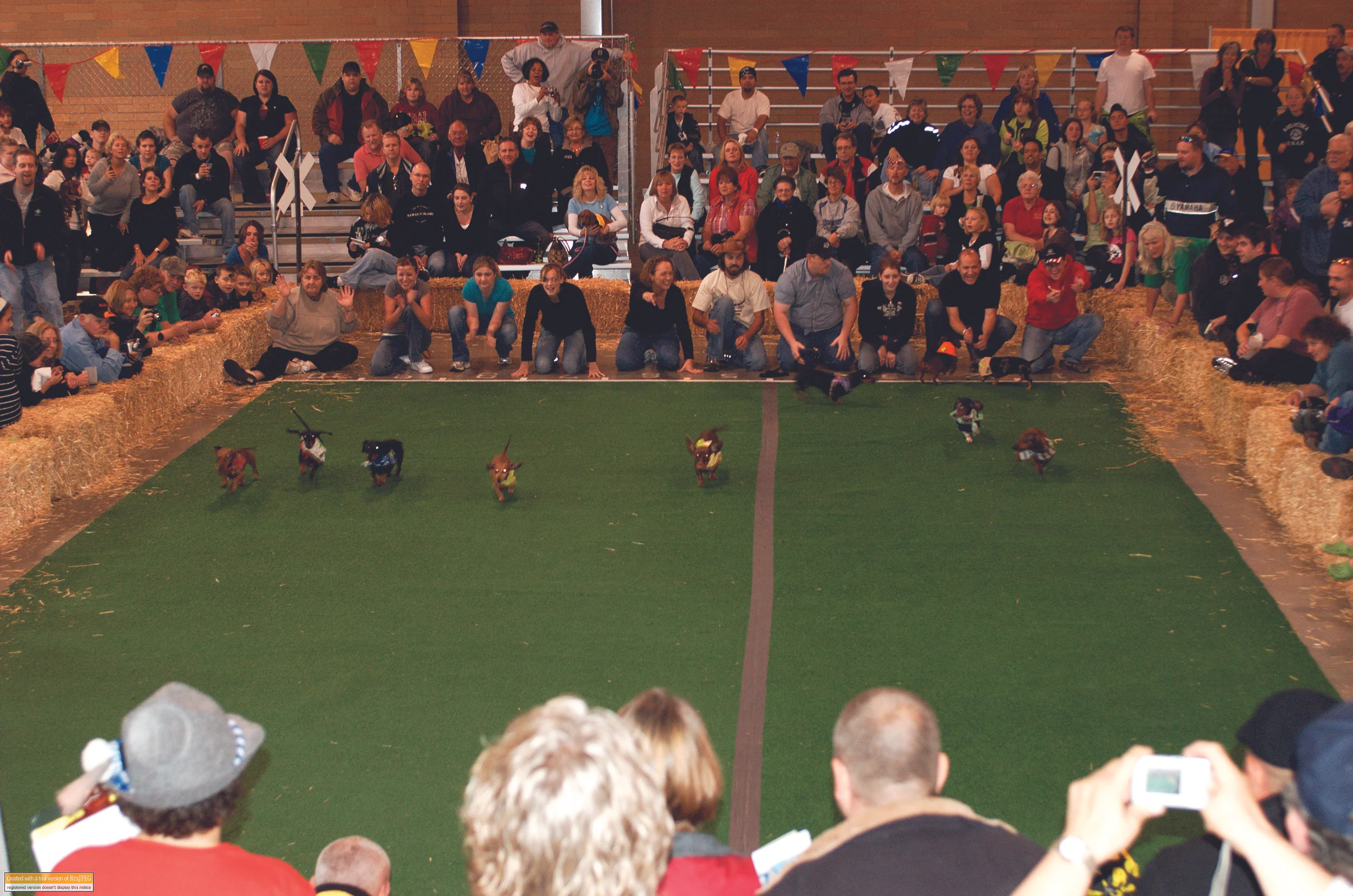 Weiner dogs good HR.jpg