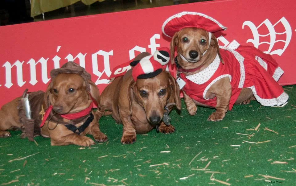 wienerdog pic 2013.jpg